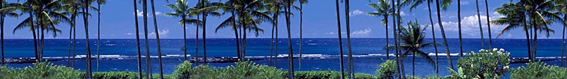 palmsea.jpg
